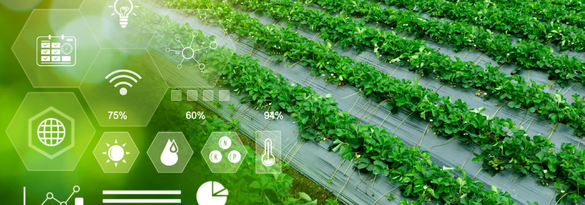 Smart Irrigation System